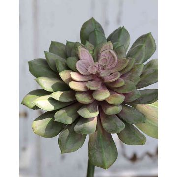 Echeveria gibbiflora artificial FULVIAN, varilla de ajuste, verde-rosa, 20cm, Ø14cm