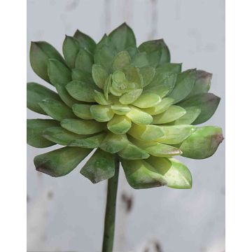 Echeveria gibbiflora artificial FULVIAN, varilla de ajuste, verde, 20cm, Ø14cm