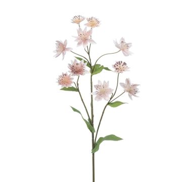 Rama decorativa Sterndolde JAXRON, rosa claro, 70 cm