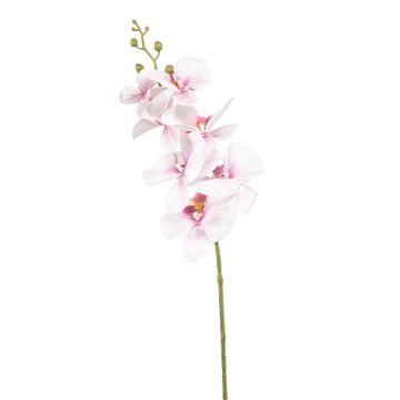 Rama de orquídea Phalaenopsis artificial AXELOR, blanca-rosa, 85 cm