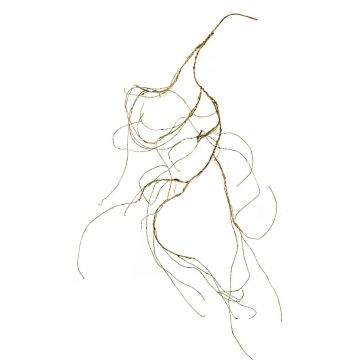 Rama decorativa de sauce retorcido NEMUR, marrón, 120 cm