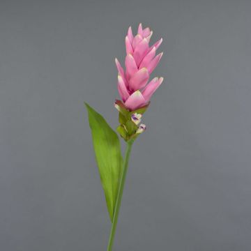Cúrcuma artificial LAROUCO, rosa, 80cm