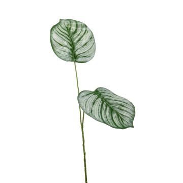 Rama falsa de calathea orbifolia TAMARIU, verde-blanco, 50cm