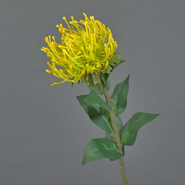 Protea decorativa HERVAS, amarillo, 70cm