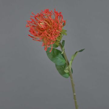 Protea decorativa HERVAS, rojo, 70cm