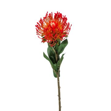 Protea decorativa HERVAS, rojo, 70cm