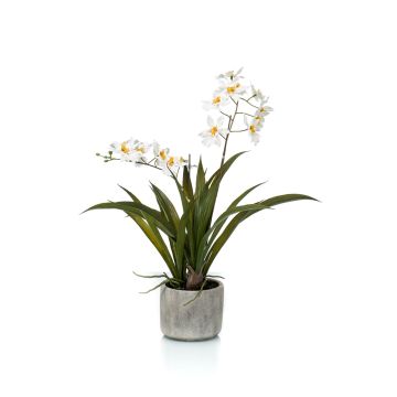 Orquídea oncidium falsa COLUNGA en maceta de cerámica, blanco, 45cm