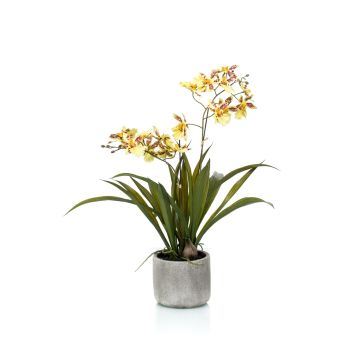 Orquídea oncidium falsa COLUNGA en maceta de cerámica, amarillo-naranja, 45cm