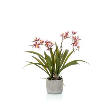 Orquídea oncidium falsa COLUNGA en maceta de cerámica, rosa-violeta, 45cm