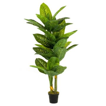 Dieffenbachia artificial SARIEGO, verde, 175cm