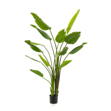 Strelitzia artificial BEDAR, verde, 180cm