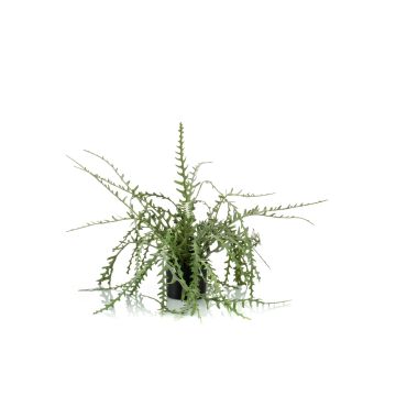 Cactus rhipsalis cassutha de plástico BERJA, verde, 50cm