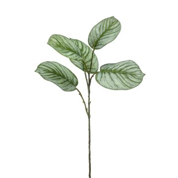 Rama artificial de Calathea Orbifolia ALNIYAT, verde-blanco, 75cm
