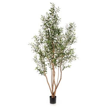 Olivo artificial JALO con frutos, tronco real, verde, 220 cm