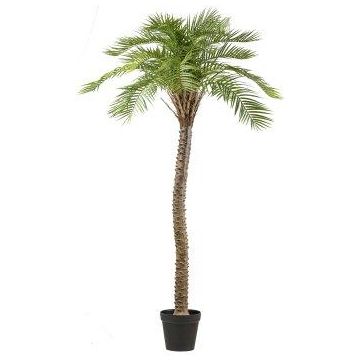 Palmera artificial Macauba HADLEY, maceta decorativa, 235 cm