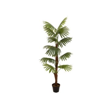 Palmera artificial Livistona rotundifolia GHADA, 155 cm Palmera artificial Livistona rotundifolia GHADA, 155 cm