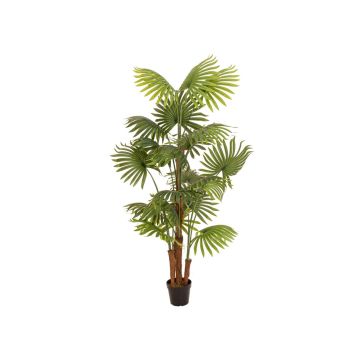 Palmera falsa Livistona rotundifolia Trio GHADA, 165 cm Palmera falsa Livistona rotundifolia Trio GHADA, 165 cm