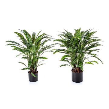 Planta artificial Calathea Rufibarba ADELFRIEDE, verde, 85 cm