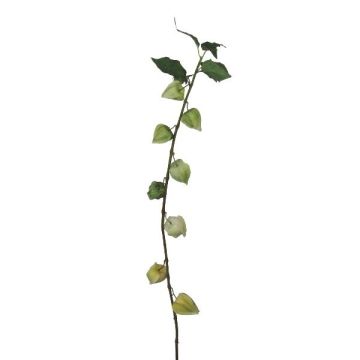 Rama decorativa de physalis BROLE con frutos, verde claro, 95 cm