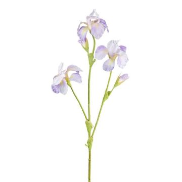 Rama decorativa de iris KLAVO, lila, 80 cm