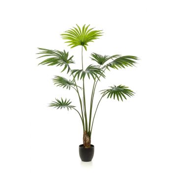 Palmera artificial de livistona rotundifolia FAVIOLA en maceta decorativa, 160cm