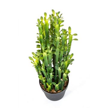 Euphorbia trigona artificial KAROLIINA, verde, 65cm