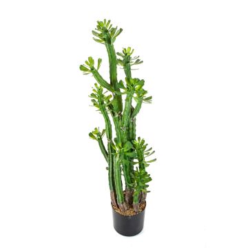 Euphorbia royleana artificial GACRUX, verde, 120cm
