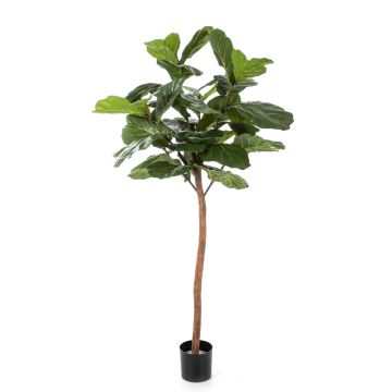 Ficus Lyrata artificial ADERITO, tronco real, verde, 170cm
