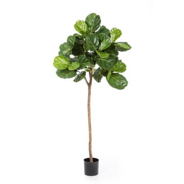 Ficus Lyrata artificial ADERITO, tronco real, verde, 200cm