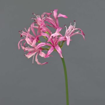 Amarilis de jardín artificial BAIMAI, rosa, 75cm