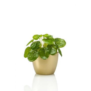 Planta china del dinero artificial SYBIL en maceta de cerámica dorada, verde, 13cm