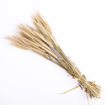 Ramitas secas de espigas de cebada CIPRIANO, color natural, 60cm