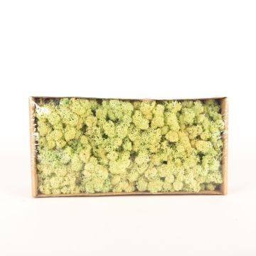 Auténtico musgo islandés SVEINBJÖRN, verde claro pastel, 500g