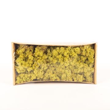 Auténtico musgo islandés SVEINBJÖRN, verde lúpulo, 500g
