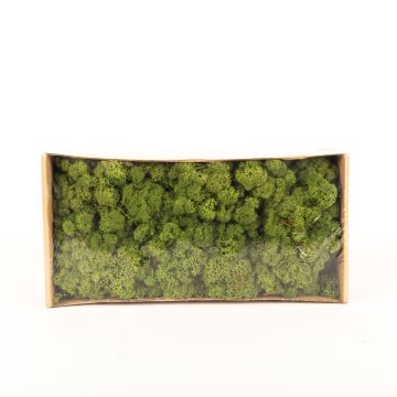 Auténtico musgo islandés SVEINBJÖRN, verde prado, 500g