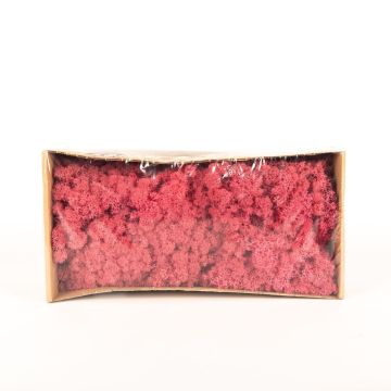 Auténtico musgo islandés SVEINBJÖRN, rosa sandía, 500g