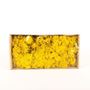 Auténtico musgo islandés SVEINBJÖRN, amarillo limón, 500g Auténtico musgo islandés SVEINBJÖRN, amarillo limón, 500g