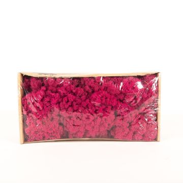 Auténtico musgo islandés SVEINBJÖRN, magenta, 500g