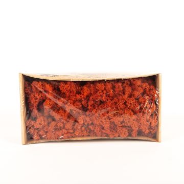 Auténtico musgo islandés SVEINBJÖRN, siena, 500g