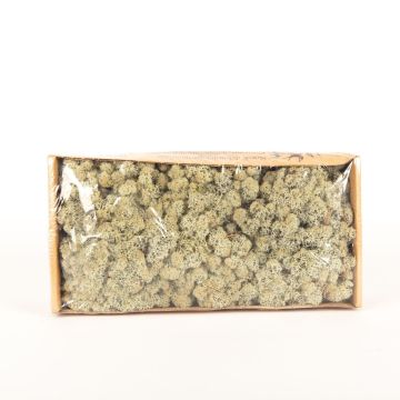 Auténtico musgo islandés SVEINBJÖRN, gris, 500g