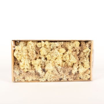 Auténtico musgo islandés SVEINBJÖRN, sepia-beige, 500g Auténtico musgo islandés SVEINBJÖRN, sepia-beige, 500g