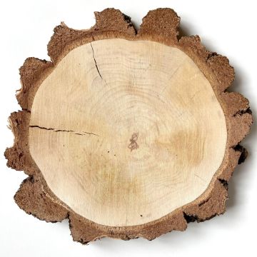 Rodaja de madera de abedul MORGANIE, natural, Ø34-47cm
