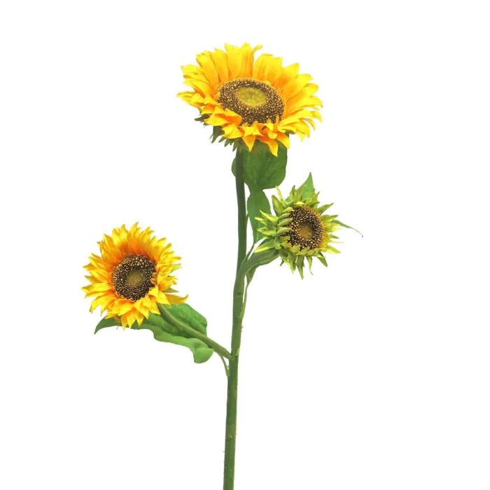 Girasoles