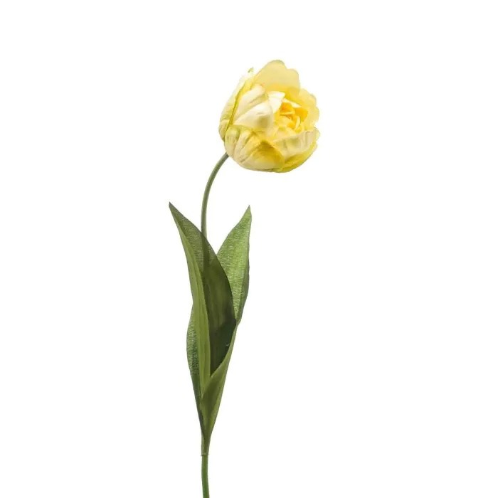 Tulipanes