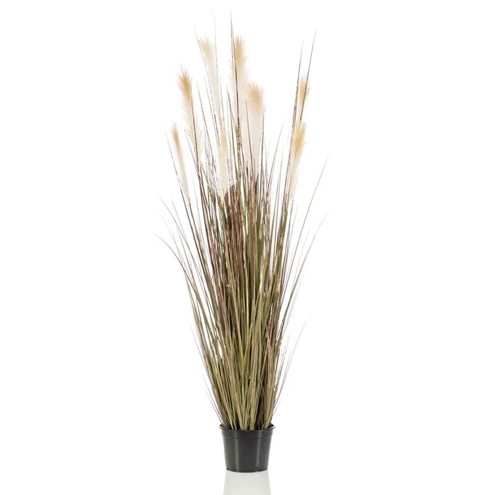 Stipa