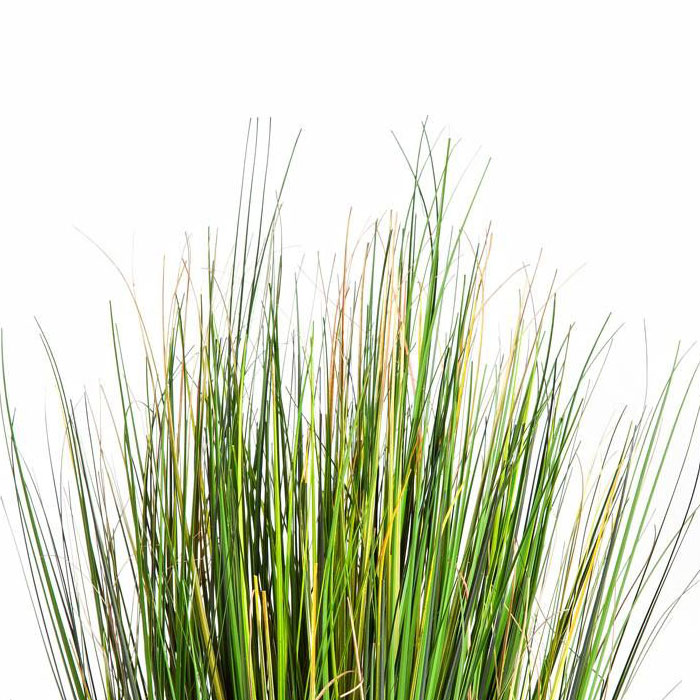 s&oacute;lo tallos de hierba