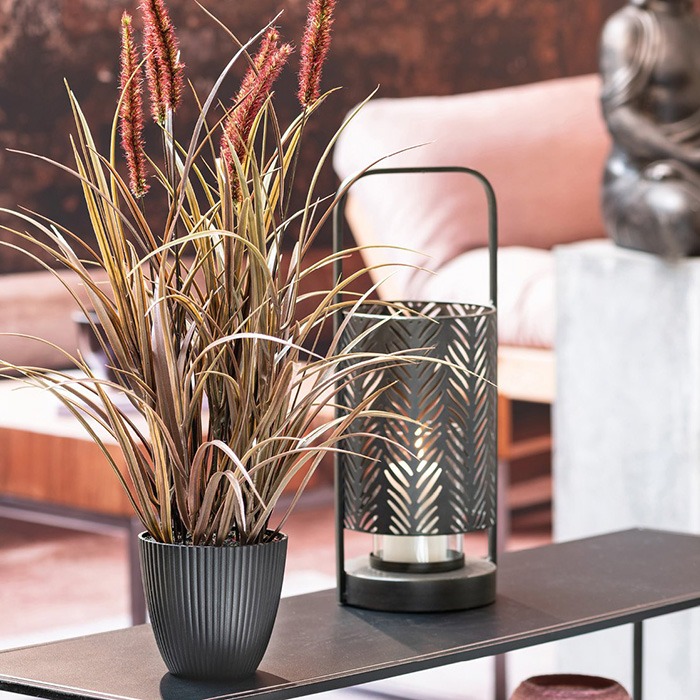 Plantas A - Z