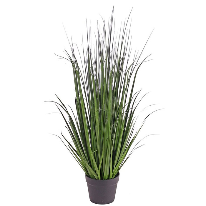 Carex