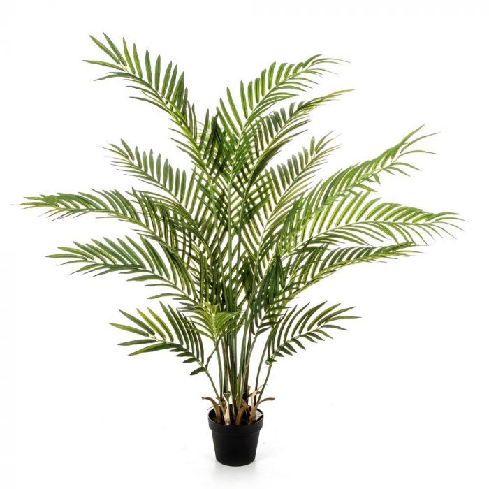 Palmera Areca