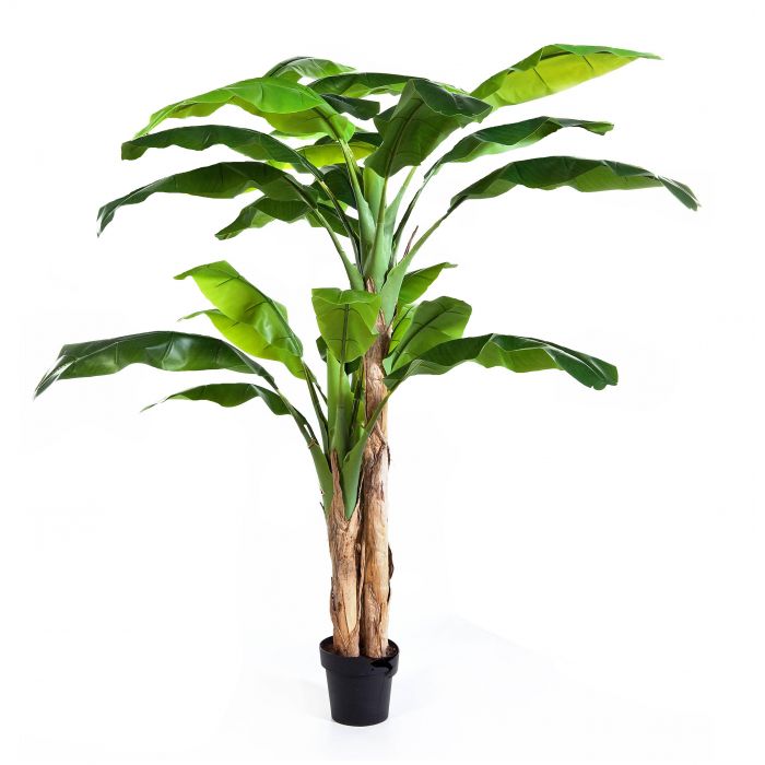 Platanera